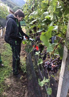 Vendemmia I schiava: alunna con forbice da raccolta taglia i grappoli