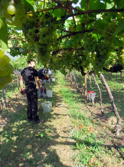 Vendemmia II su pergola: alunni lungo il filare sotto la vigna