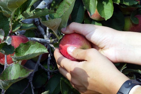 Raccolta mele dettaglio