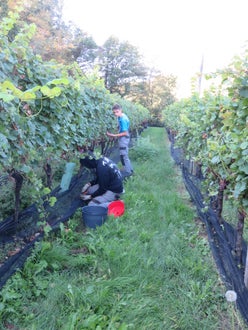 Vendemmia II su guyot: alunni lungo il filare raccolgono l'uva, spostando le reti di protezione