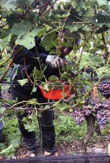 Vendemmia I schiava: dettaglio del taglio del grappolo
