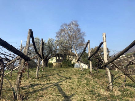 Stage locale: azienda vitivinicola "Baron Longo"