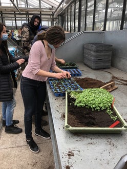 Classe I - attività in serra Laimburg, operazione di picchettaggio: un'alunna, trasferisce con cura le giovani piantine dal plateau di semina al plateau dove avverrà la prima fase di crescita
