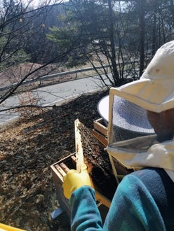 FC: corso apicoltori - esercitazione a tu per tu con le api in sicurezza