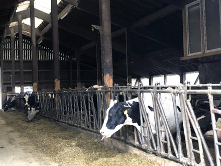 Stage Lindau: stalla con mucche in mangiatoia