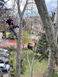 FC: Tree climbing esercitazione salita con funi