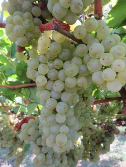 grappolo di uva bianca in primo piano