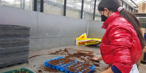 Classe I - attività in serra Laimburg: alunna al bancone dei terricci, prepara i plateaux per il picchettaggio