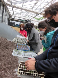 Corso erbe officinali e alimurgiche - Travaso delle piccole talee in vasi più grandi