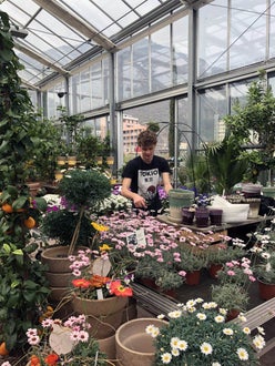 Stage locale: attività di riordino pulizia vasi di fiori presso giardineria Schullian