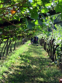 Vendemmia II su pergola: gruppo di alunni in fondo al filare controlla cassone di raccolta