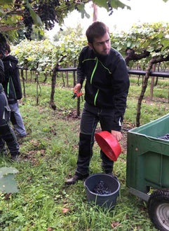 Vendemmia I su pergola: alunno svuota l'imbuto depositando l'uva raccolta nel secchio 