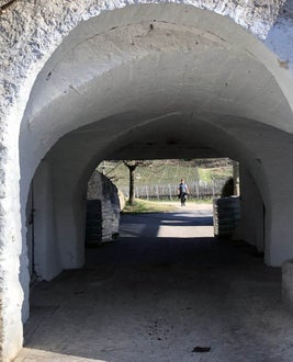 Stage locale: alunno in azienda vitivinicola