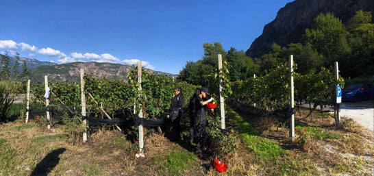 Vendemmia I schiava: panoramica della vigna a schiava con alunni all'opera lungo i filari