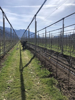 Stage 2021 - lavori nel meleto 