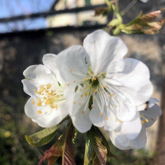 Stage locale: fiori di melo