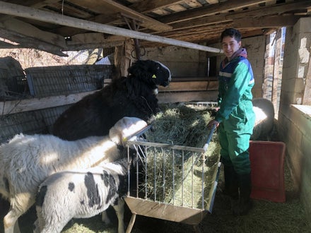 Stage 2022 - alunno in azienda zootecnica