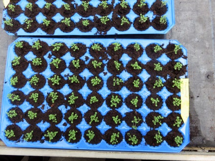 Corso erbe officinali e alimurgiche - Piccole talee crescono