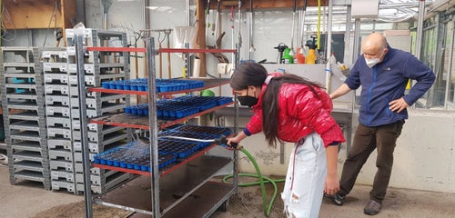 Classe I - attività in serra Laimburg: alunna innaffia con cura i plateaux  di piantine appena realizzati