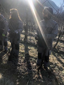 Potatura vite classe I - guyot Soini