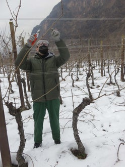 Potatura vite classe III nella neve - guyot Soini
