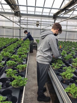 Stage 2021 - al lavoro in serra