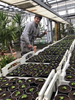 Stage Lindau: alunno alle prese con le piantine in un vivaio