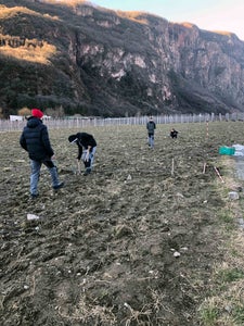 Impianto nuovo meleto, alunni classe III - misurazioni in campo