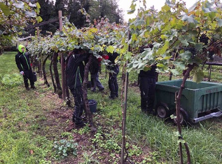 Vendemmia I su pergola: gruppo di alunni raccoglie il grappoli e li deposita nel casone di raccolta posto lungo il filare 