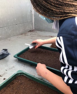 Classe I - attività in serra Laimburg, operazione di semina: alunna distribuisce i semi con un apposito strumento sul letto di semina precedentemente preparato