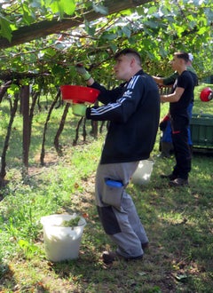 Vendemmia II su pergola: alunno raccoglie grappoli con l'imbuto
