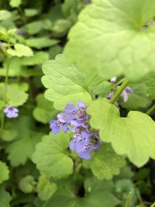 Riconoscimento piante officinali