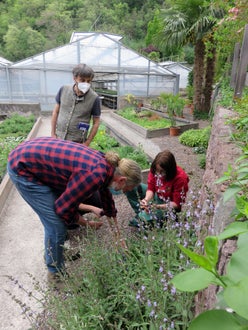 Corso erbe officinali e alimurgiche - riconoscimento delle mille varietà di salvia