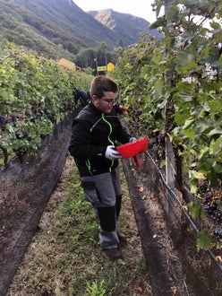 Vendemmia I schiava: alunno con imbuto in mano