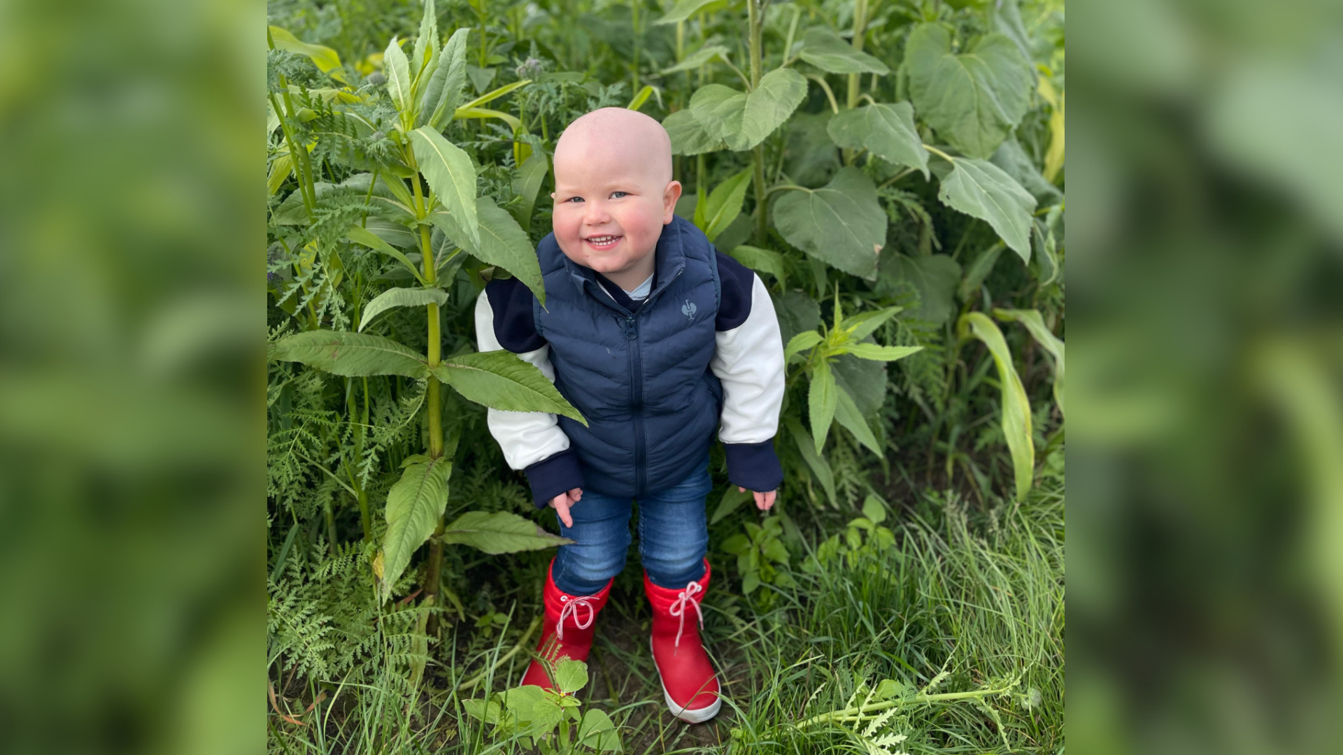 Ein Kleinkind mit Glatze steht vor einem Sonnenblumenfeld.