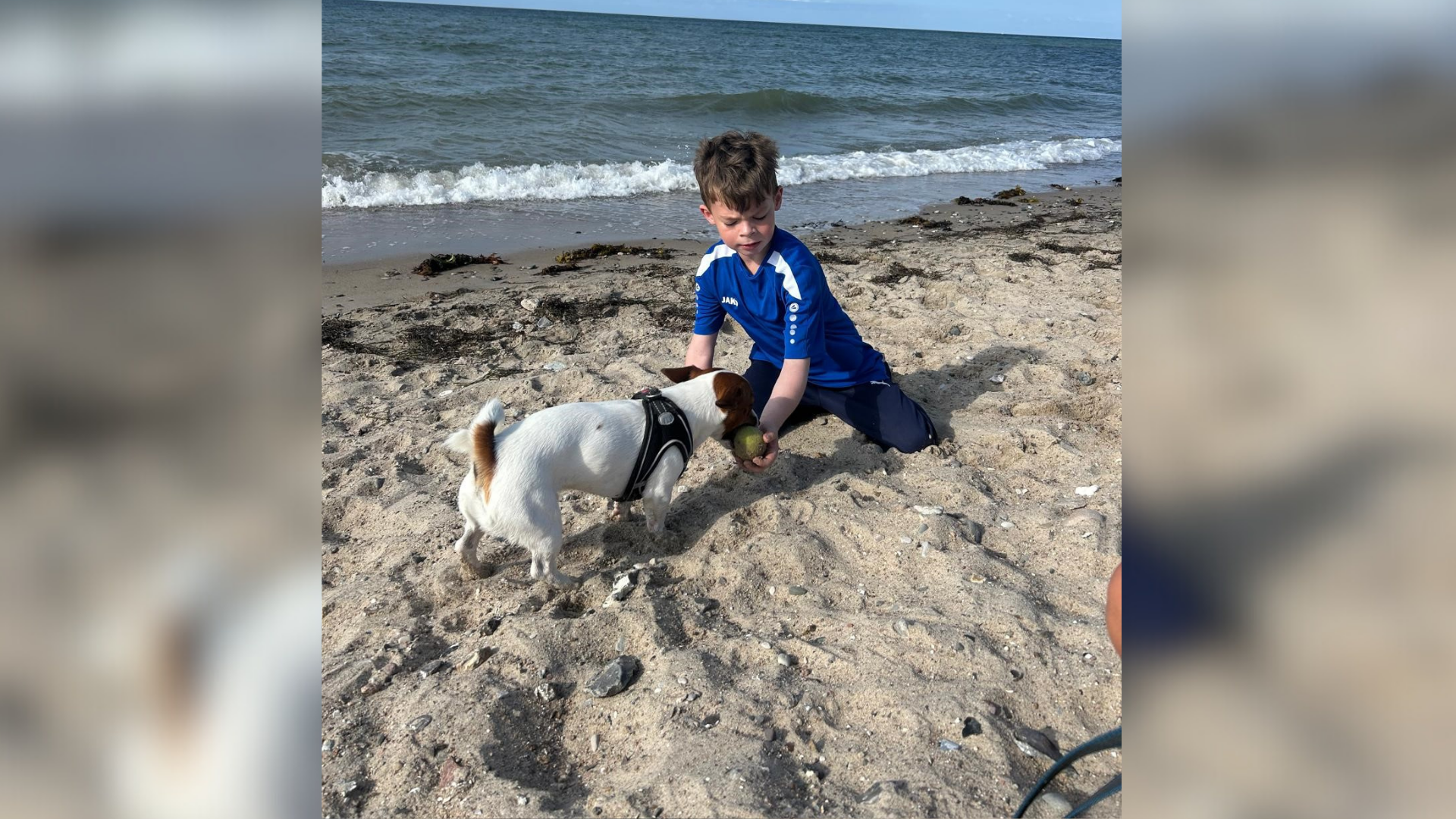 Ein Junge spielt am Strand mit einem Hund.