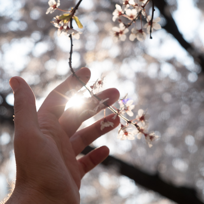 Foto einer Hand, die einen blühenden Zweig berührt
