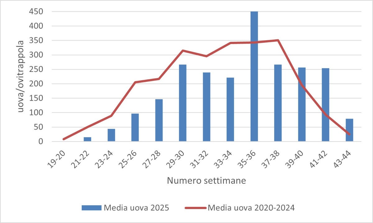 Media delle uova di zanzara tigre: monitoraggio 2025 (fonte: Agenzia provinciale per l’ambiente e la tutela del clima)