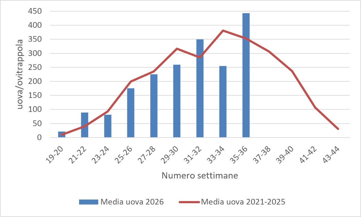 Media delle uova di zanzara tigre: monitoraggio 2026 (fonte: Agenzia provinciale per l’ambiente e la tutela del clima)