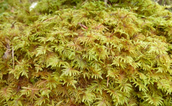 Moos Hylocomium splendens (Foto: Landesagentur für Umwelt und Klimaschutz)