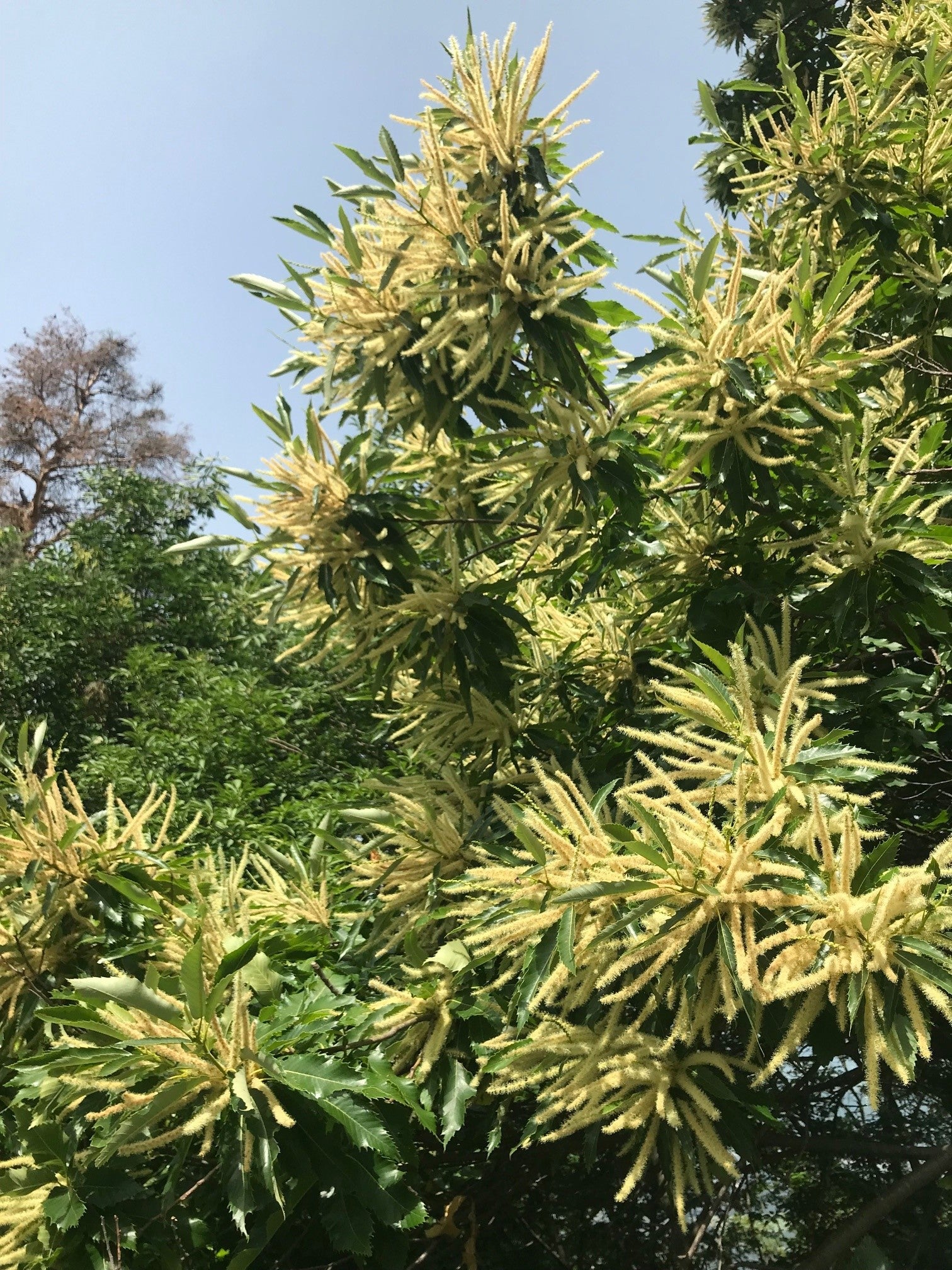 Edelkastanie in Blüte (Foto: Landesagentur für Umwelt und Klimaschutz und Klimaschutz, Widmann)