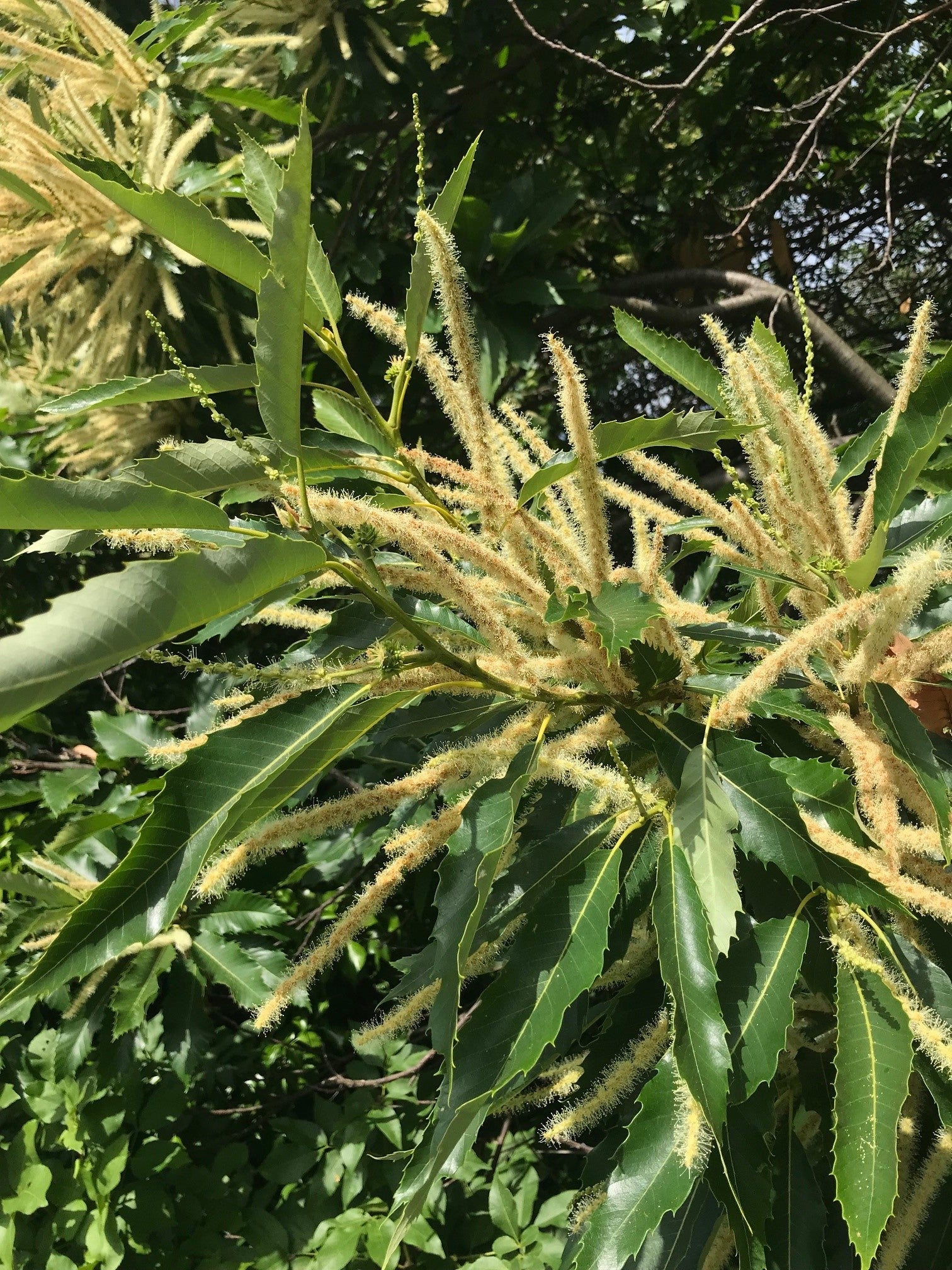 Männliche Blütenstände der Edelkastanie (Foto: Landesagentur für Umwelt und Klimaschutz, Widmann)