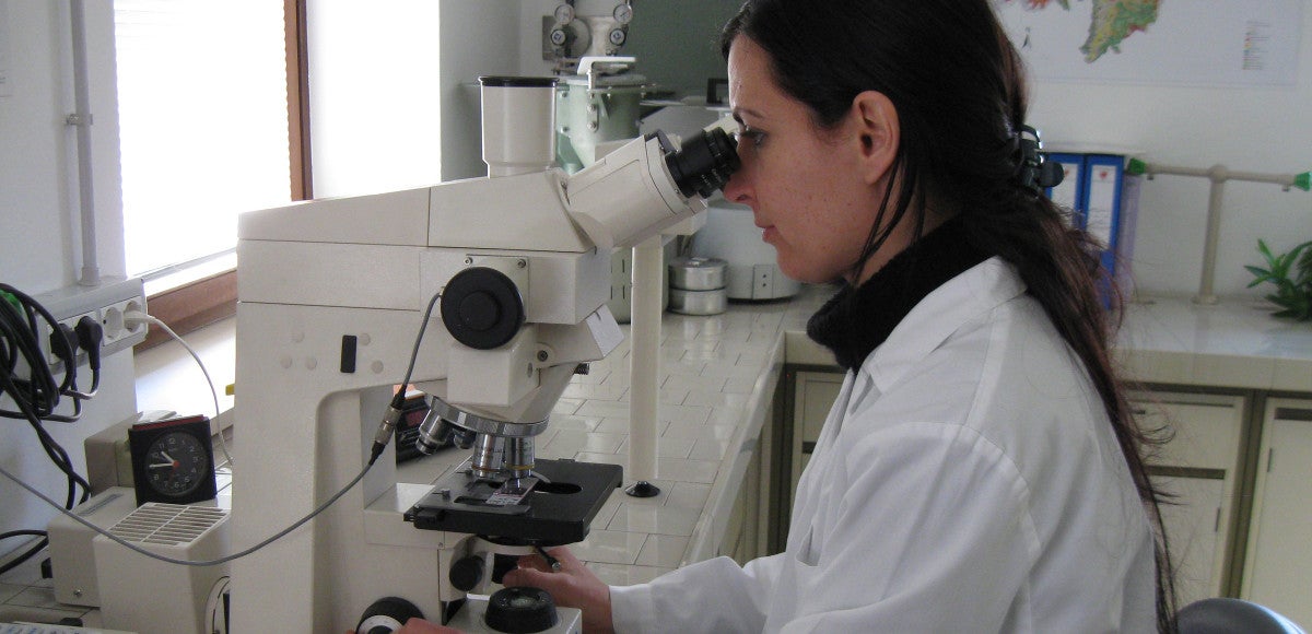 Die Pollen werden am Mikroskop identifiziert und gezählt