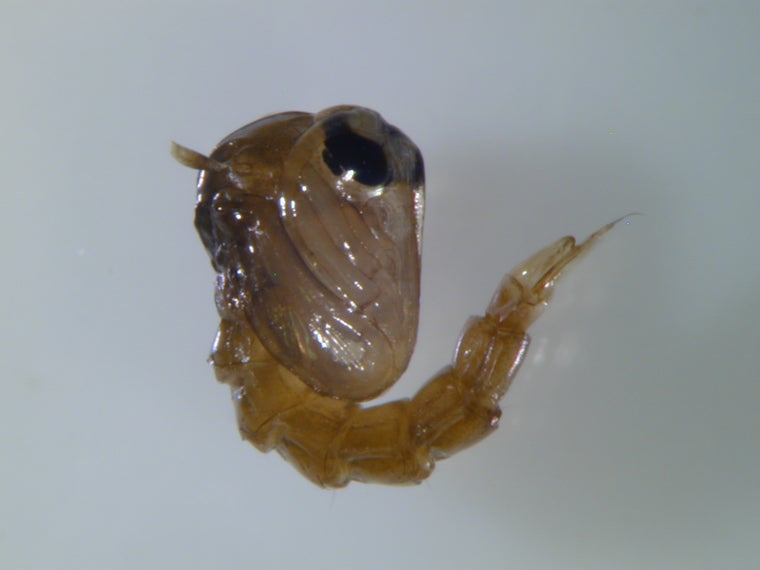 Puppe der Tigermücke (Foto: Landesagentur für Umwelt und Klimaschutz)