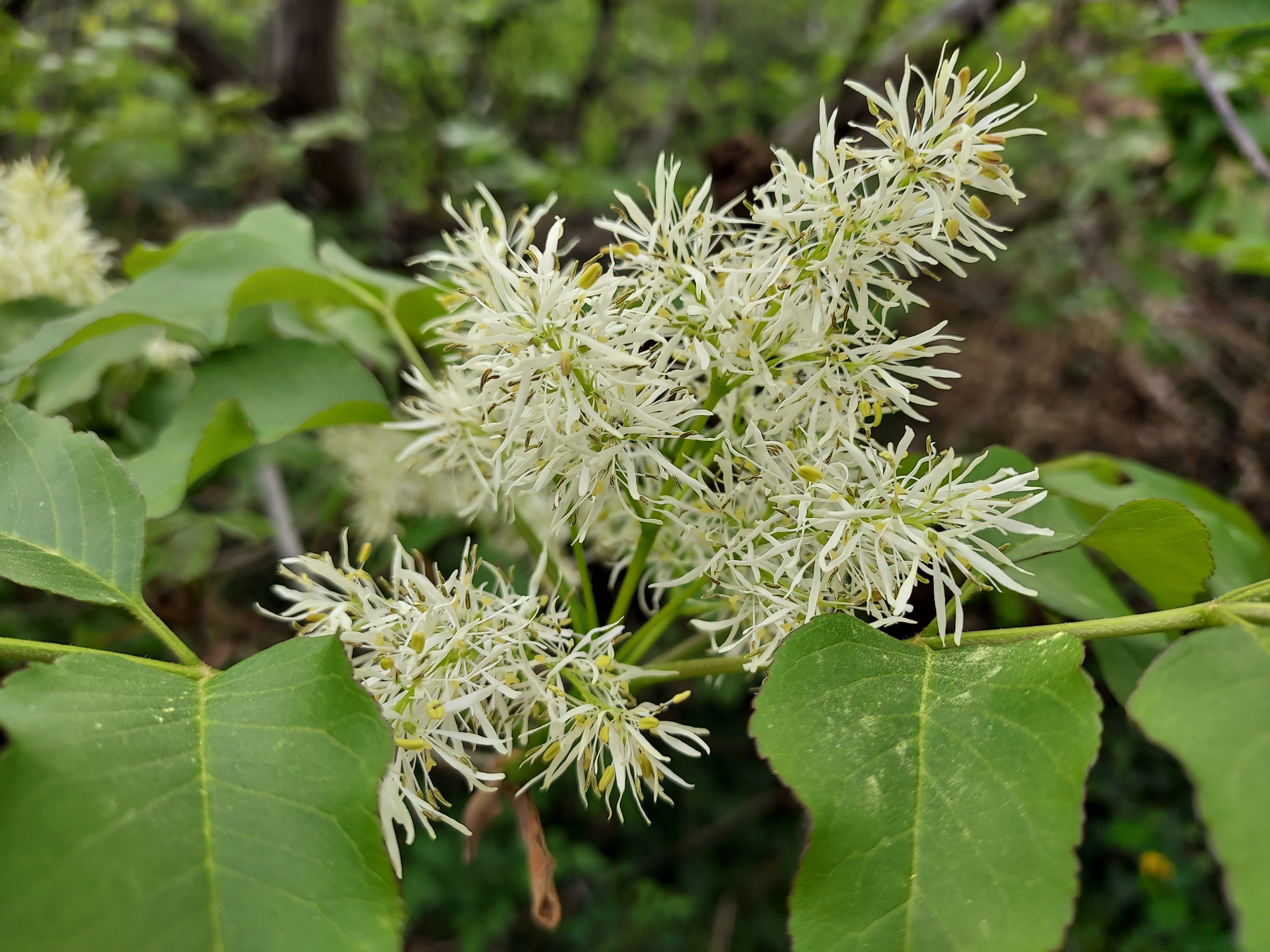 Blütenstand der Manna-Esche (Foto: Landesagentur für Umwelt und Klimaschutz, Kofler)