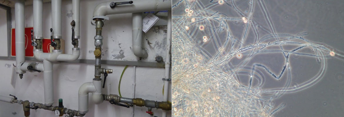 Im Wasserverteilersystem können Legionellen sowohl im Wasser freilebend als auch im Biofilm vorkommen (Foto: Landesagentur für Umwelt und Klimaschutz)