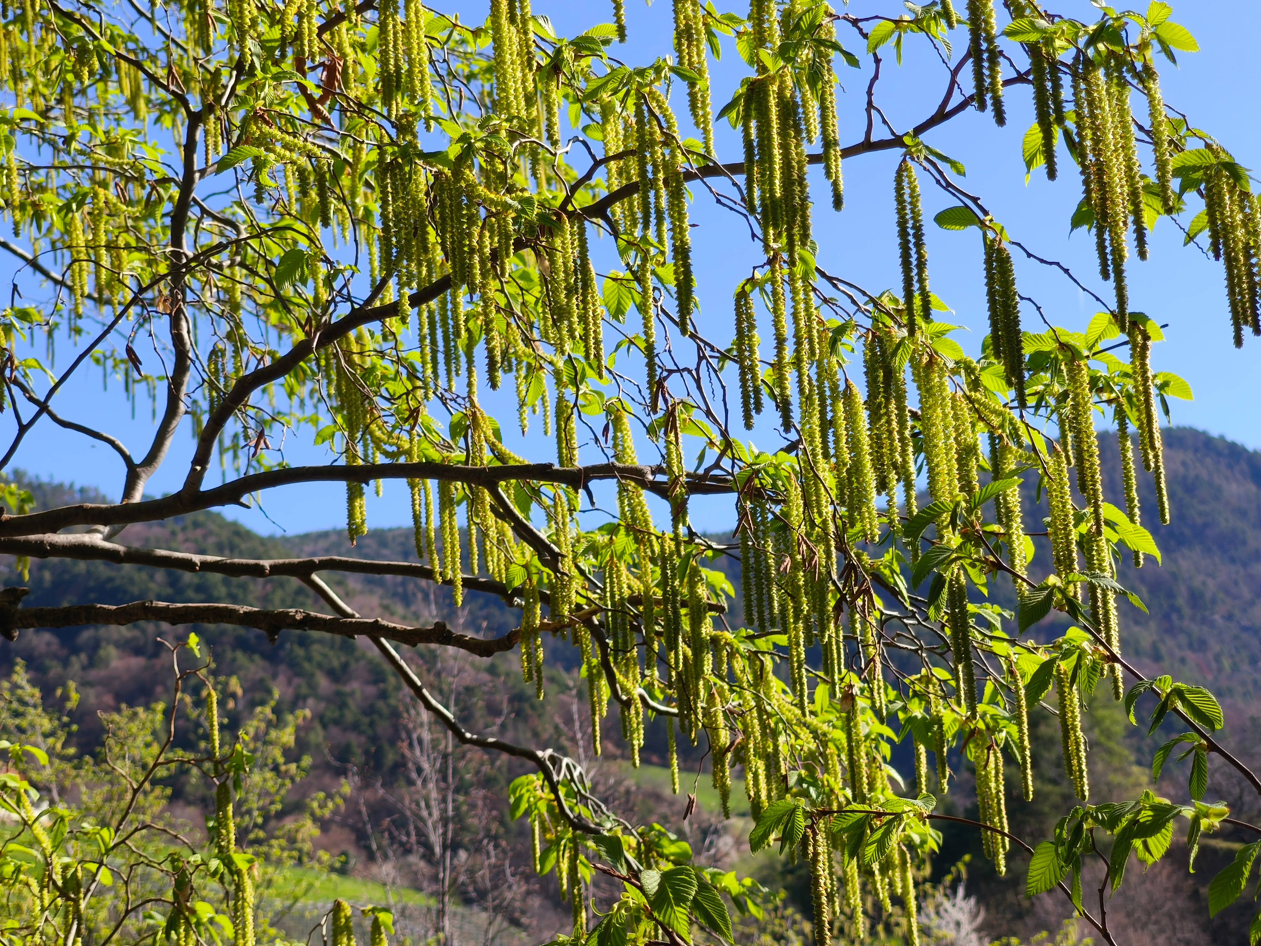 Hopfenbuche in Blüte (Foto: Landesagentur für Umwelt und Klimaschutz)