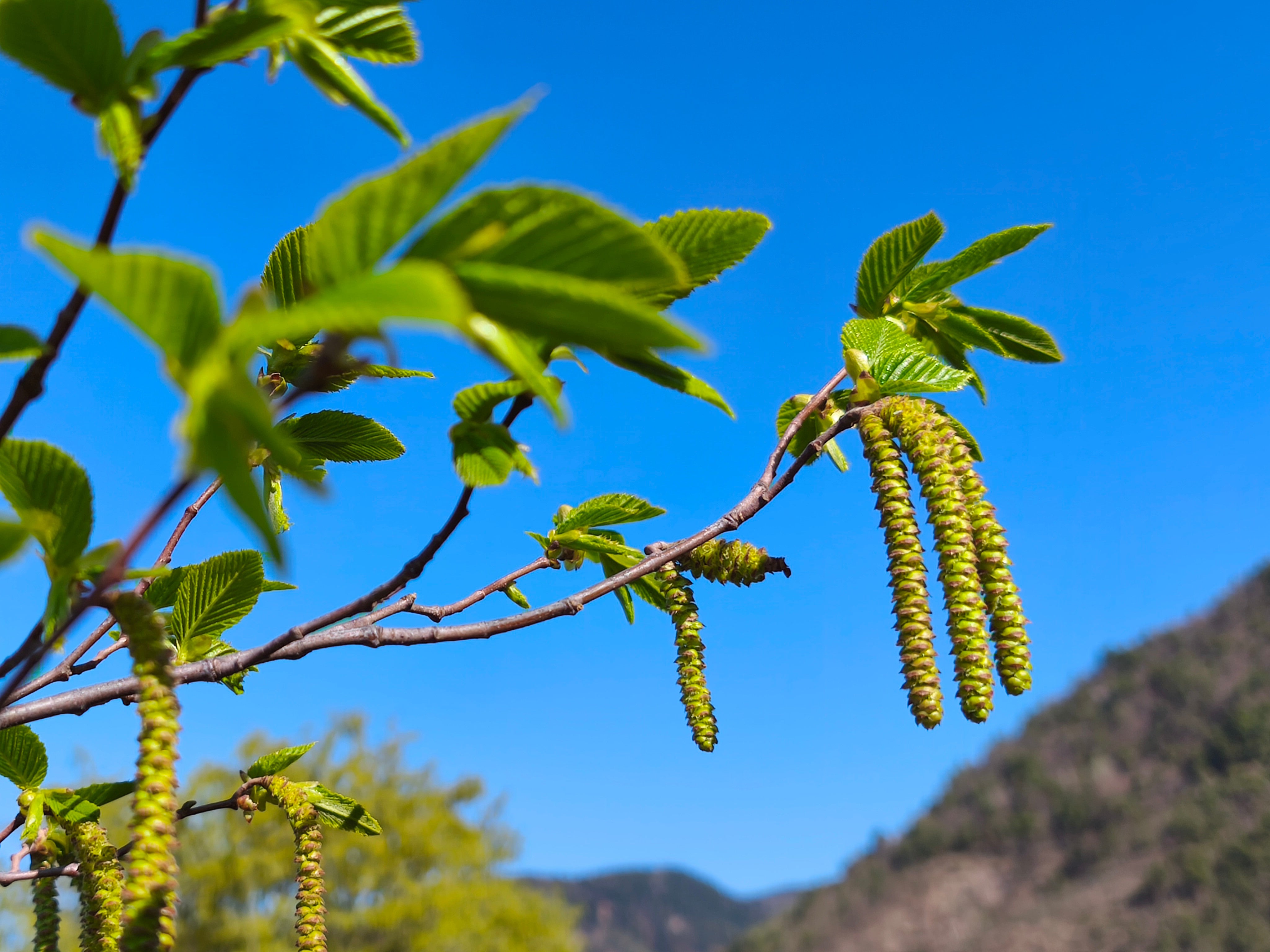 Männliche Blütenkätzchen der Hopfenbuche (Foto: Landesagentur für Umwelt und Klimaschutz)