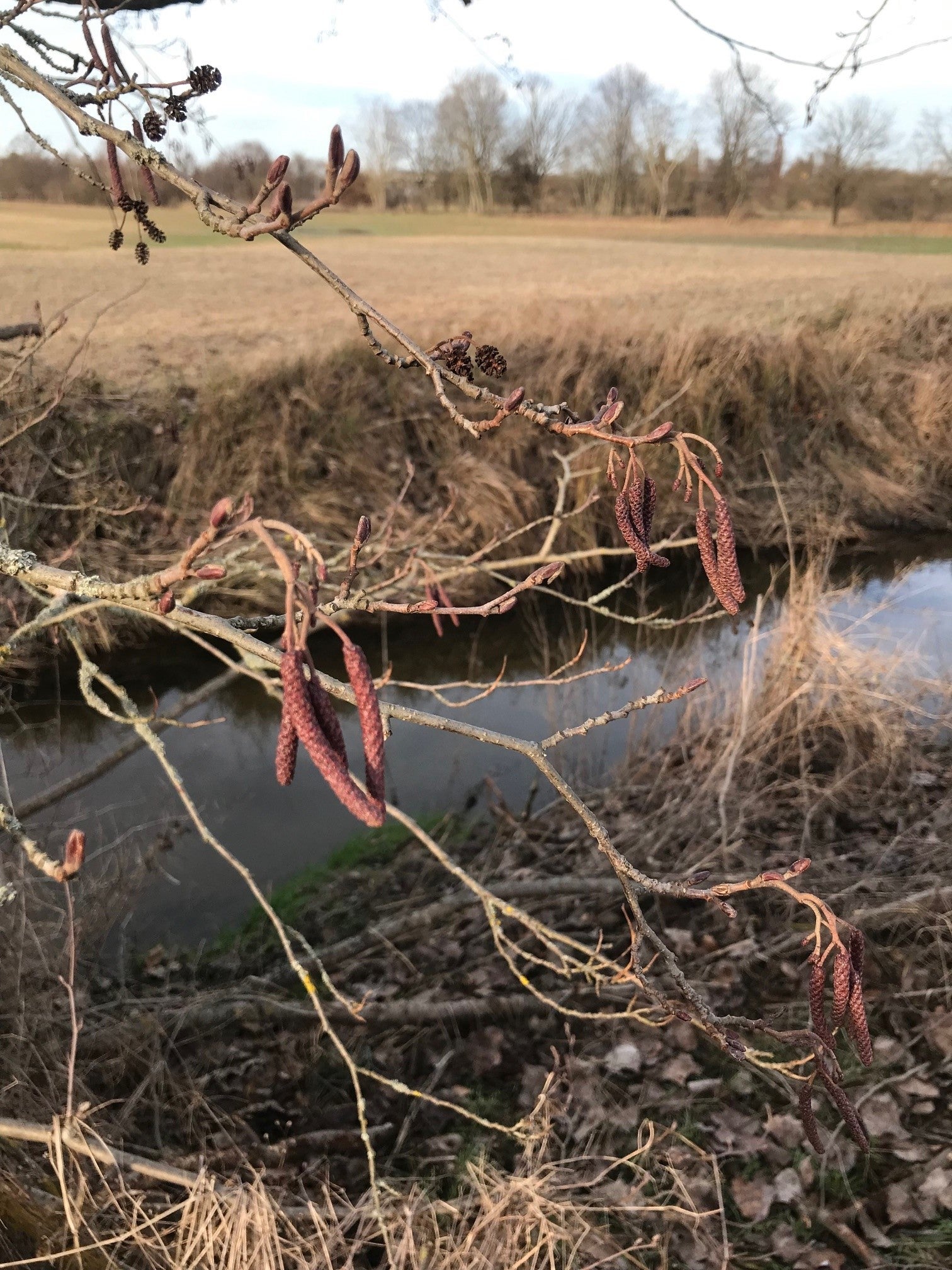 Männliche Blütenkätzchen der Schwarz-Erle (Foto: Landesagentur für Umwelt und Klimaschutz, Widmann)