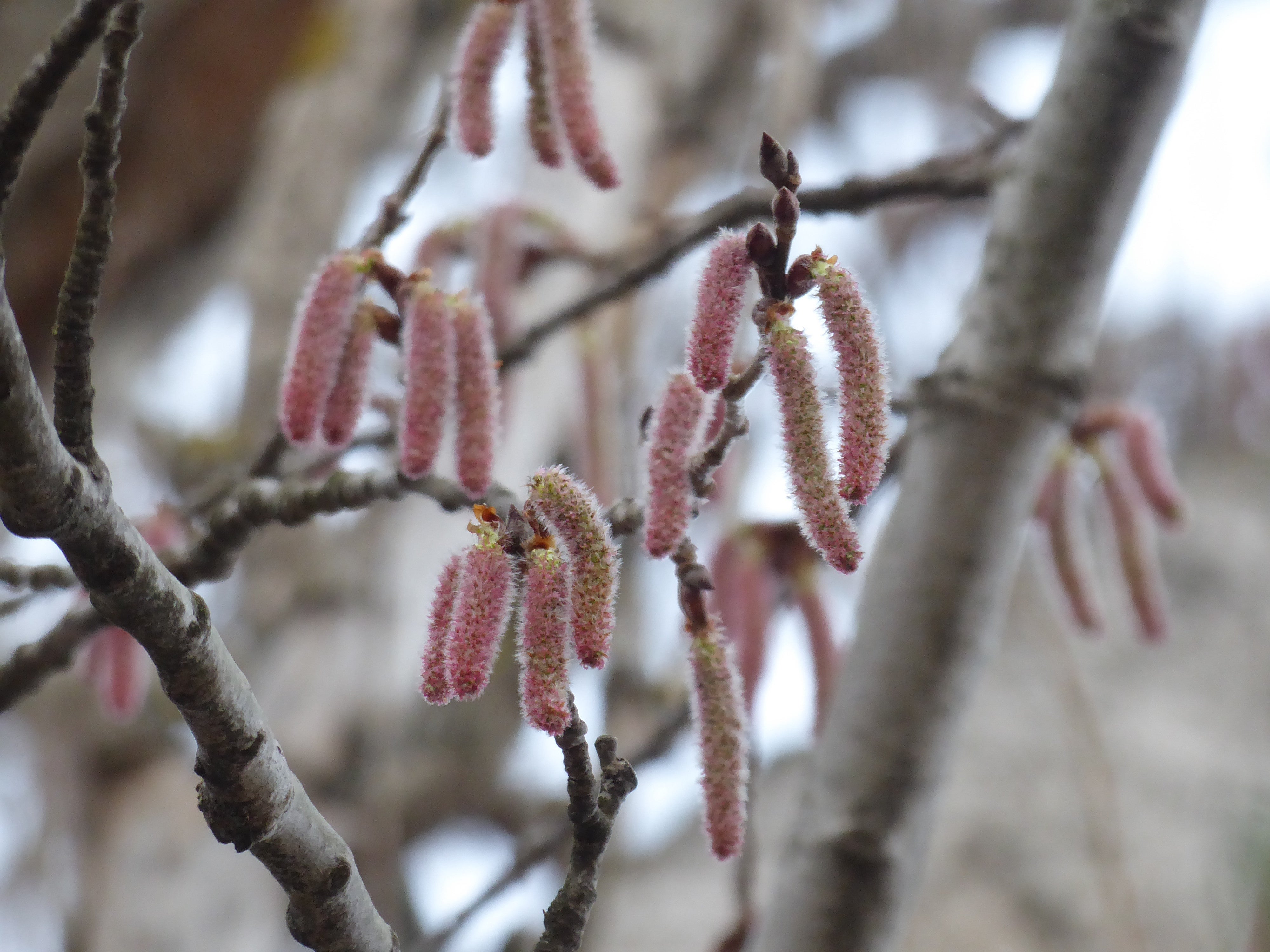Männliche Blütenkätzchen der Silber-Pappel (Foto: Landesagentur für Umwelt und Klimaschutz, Bucher)